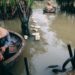 Men rowing traditional basket boats in rural Vietnam's lush waterways.