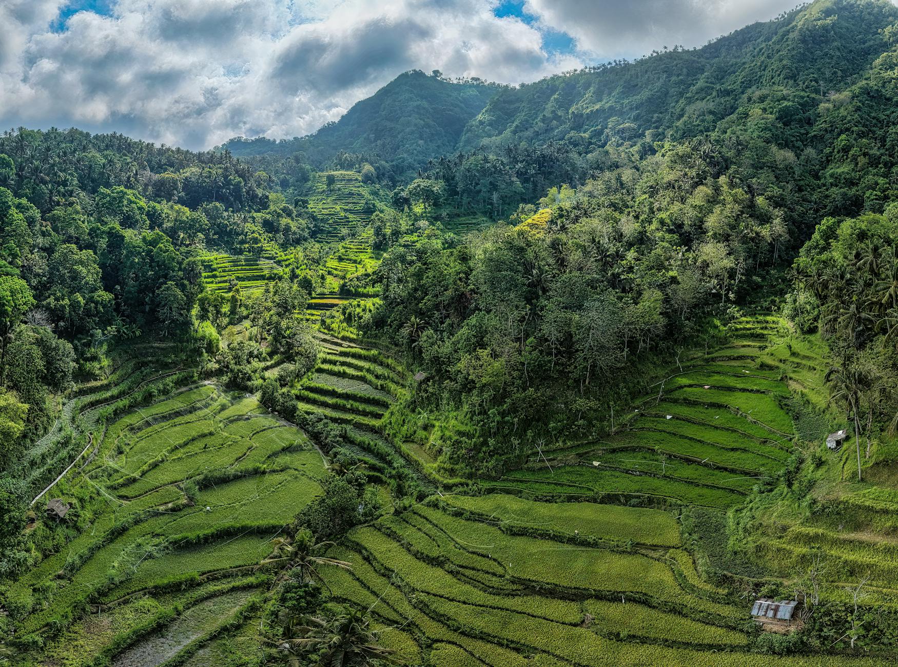 Rizières en terrasses de Bali au lever du soleil, paysage verdoyant typique d'Ubud