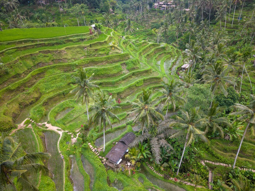 Rizières en terrasses de Tegallalang à Bali, paysage verdoyant emblématique