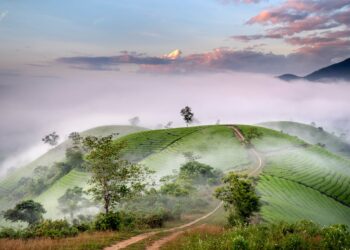 A serene landscape of tea fields in Vietnam shrouded in morning mist and soft dawn light.
