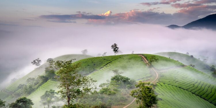 A serene landscape of tea fields in Vietnam shrouded in morning mist and soft dawn light.