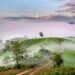 A serene landscape of tea fields in Vietnam shrouded in morning mist and soft dawn light.