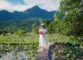 Woman in a white dress holds pink lotus flowers in a scenic Hoi An field, under a clear sky.