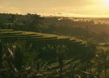 Scenic view of Bali rice terraces bathed in golden sunrise light.