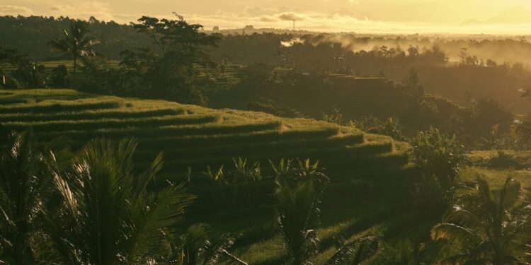 Scenic view of Bali rice terraces bathed in golden sunrise light.