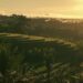 Scenic view of Bali rice terraces bathed in golden sunrise light.