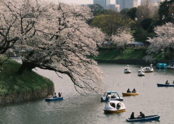 People enjoy boating under cherry blossoms in Chidorigafuchi, Tokyo, Japan during spring.