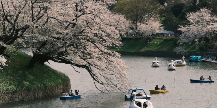 People enjoy boating under cherry blossoms in Chidorigafuchi, Tokyo, Japan during spring.