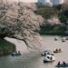 People enjoy boating under cherry blossoms in Chidorigafuchi, Tokyo, Japan during spring.