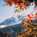A serene view of Mount Fuji framed by vibrant autumn foliage under a clear blue sky.