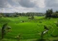 Vibrant rice terraces under cloudy skies in Bali, showcasing natural agricultural beauty.