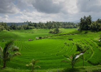 Vibrant rice terraces under cloudy skies in Bali, showcasing natural agricultural beauty.