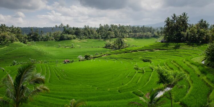 Vibrant rice terraces under cloudy skies in Bali, showcasing natural agricultural beauty.
