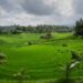 Vibrant rice terraces under cloudy skies in Bali, showcasing natural agricultural beauty.
