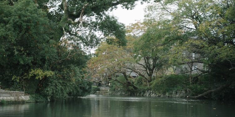 Tranquil river with lush greenery in Japan, showcasing nature's serene beauty.