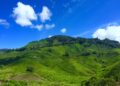 Vibrant green tea plantations spread across rolling hills in Cameron Highlands, Malaysia.