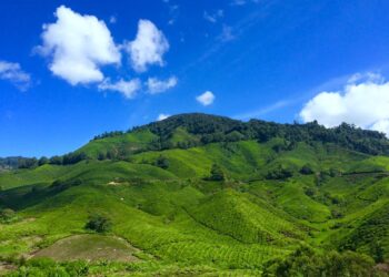 Vibrant green tea plantations spread across rolling hills in Cameron Highlands, Malaysia.