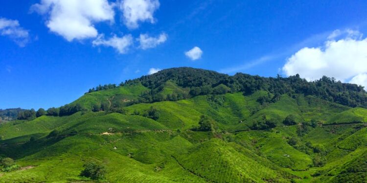 Vibrant green tea plantations spread across rolling hills in Cameron Highlands, Malaysia.